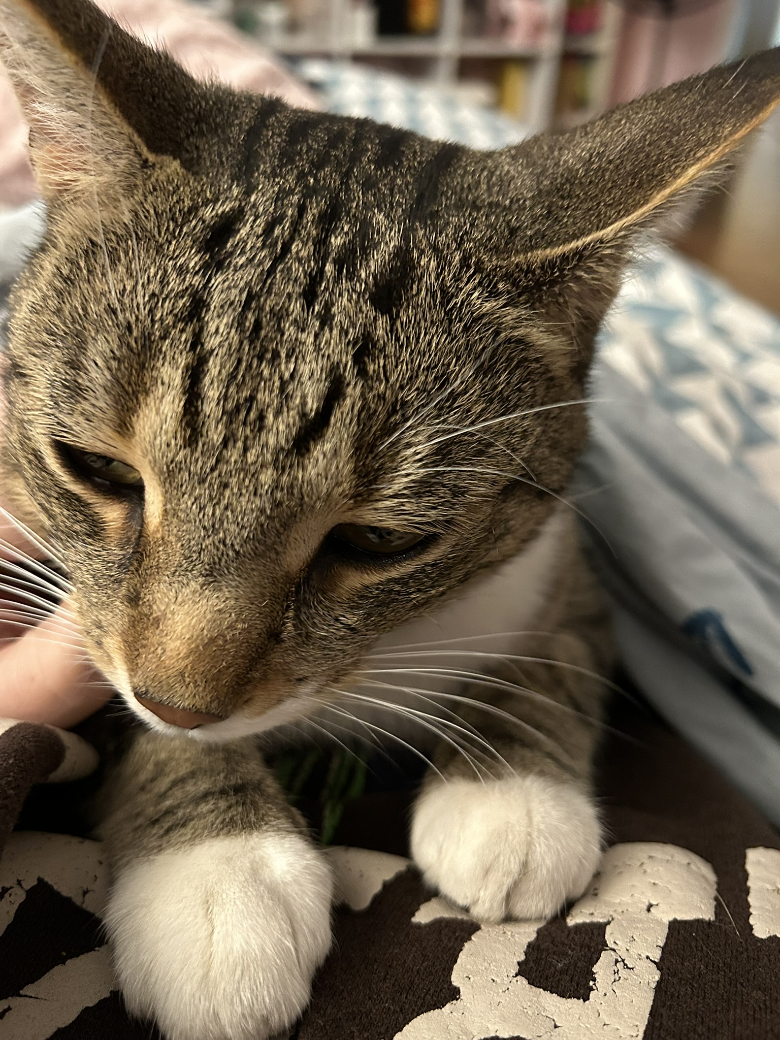 Louis veut des câlins